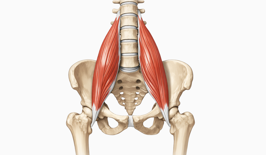 Inflammation du psoas : symptômes, causes et traitement