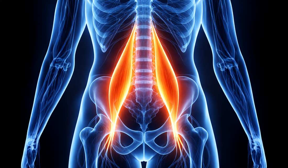 Le psoas : rôle, douleurs, émotions, exercices et solutions durables