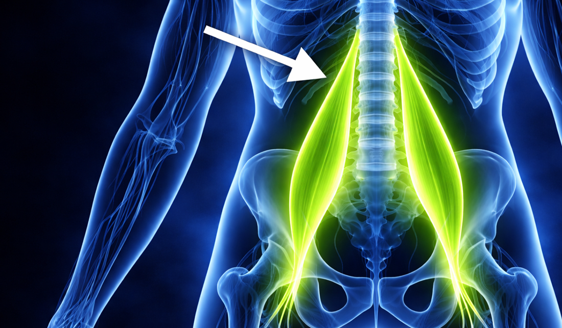 Où se trouve le psoas ? Anatomie simple et schémas pour comprendre